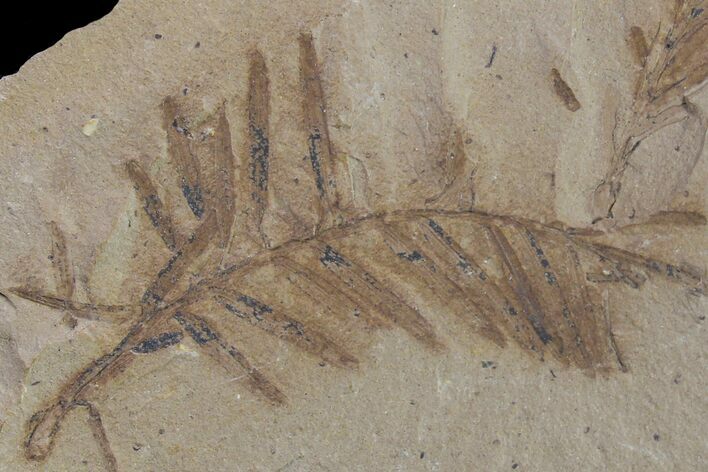 Dawn Redwood (Metasequoia) Fossil - Montana #153711